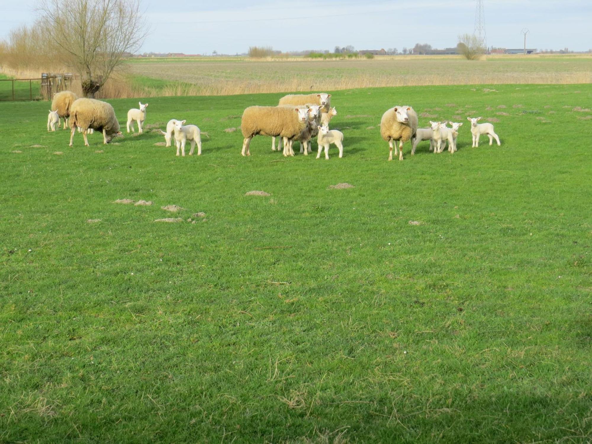 't Hof Der Witte Damen